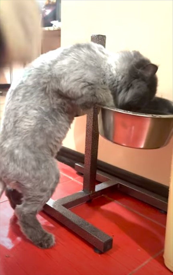 「これは私のニャ」同居犬用の水を飲む猫。犬が水を飲もうと近寄ってくると、猫パンチをお見舞いして追い返してしまいました！！【海外・動画】