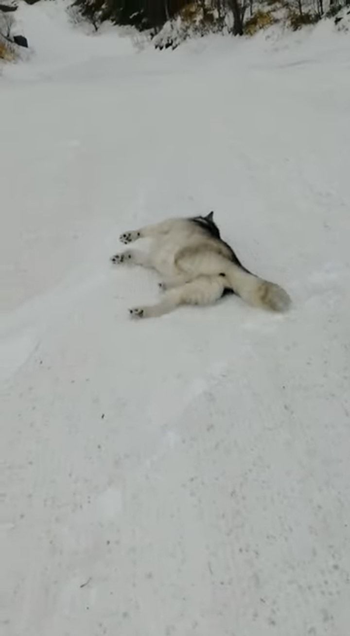 雪原に横たわるアラスカン・マラミュート。ごろんと寝転がっているはずなのに、体はどんどん前へと進んでいっています！！