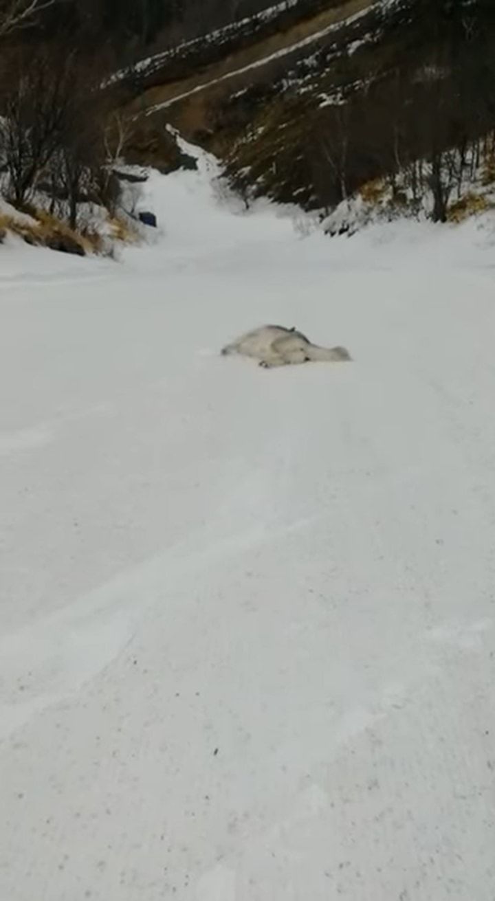 雪原に横たわるアラスカン・マラミュート。ごろんと寝転がっているはずなのに、体はどんどん前へと進んでいっています！！