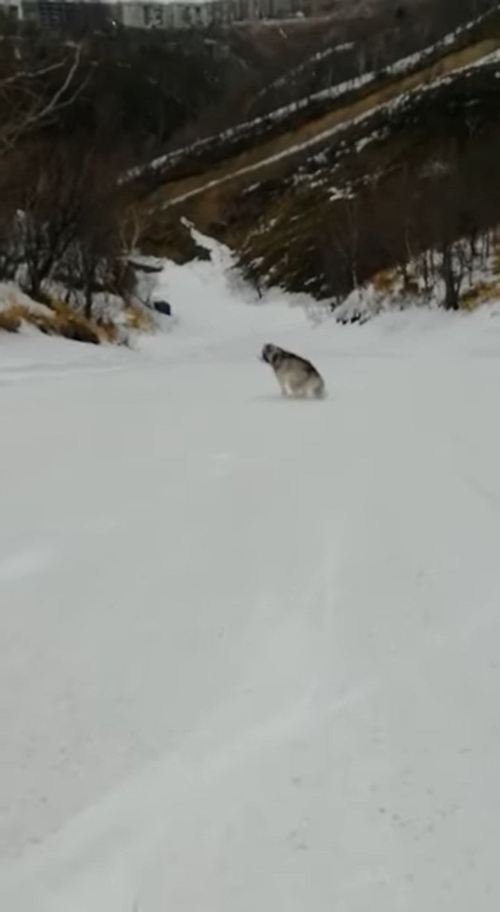 雪原に横たわるアラスカン・マラミュート。ごろんと寝転がっているはずなのに、体はどんどん前へと進んでいっています！！