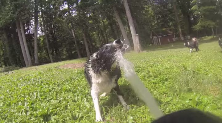 【動画】はしゃぎ過ぎ！水遊びが大好きな3匹のボーダーコリー