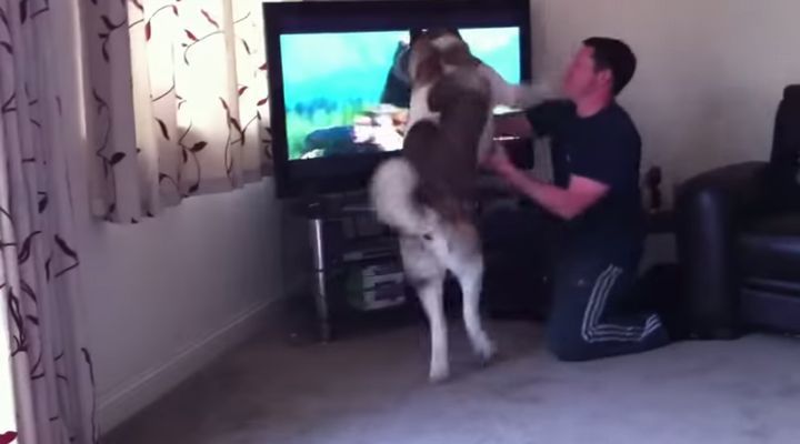 【動画】テレビ画面の熊に闘争本能をむき出しにする秋田犬が勇敢すぎる