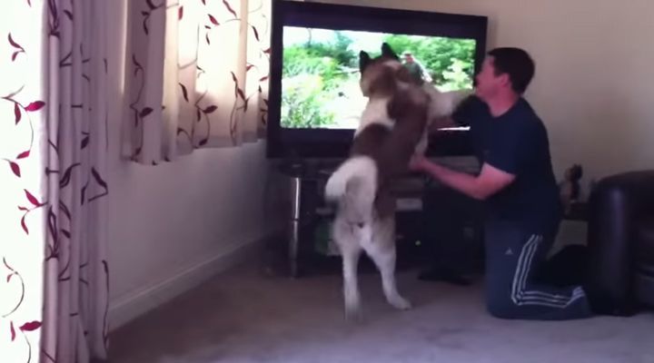 【動画】テレビ画面の熊に闘争本能をむき出しにする秋田犬が勇敢すぎる