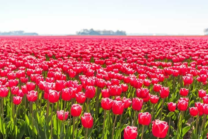 日本のお花畑の元凶はセキュリティとセーフティの混同にあります
