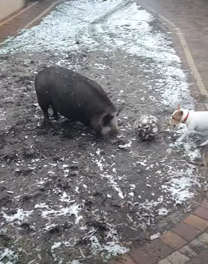 犬とブタがサッカーをしている！？パスを回しあったりドリブルしたりと楽しそう！！【海外・動画】