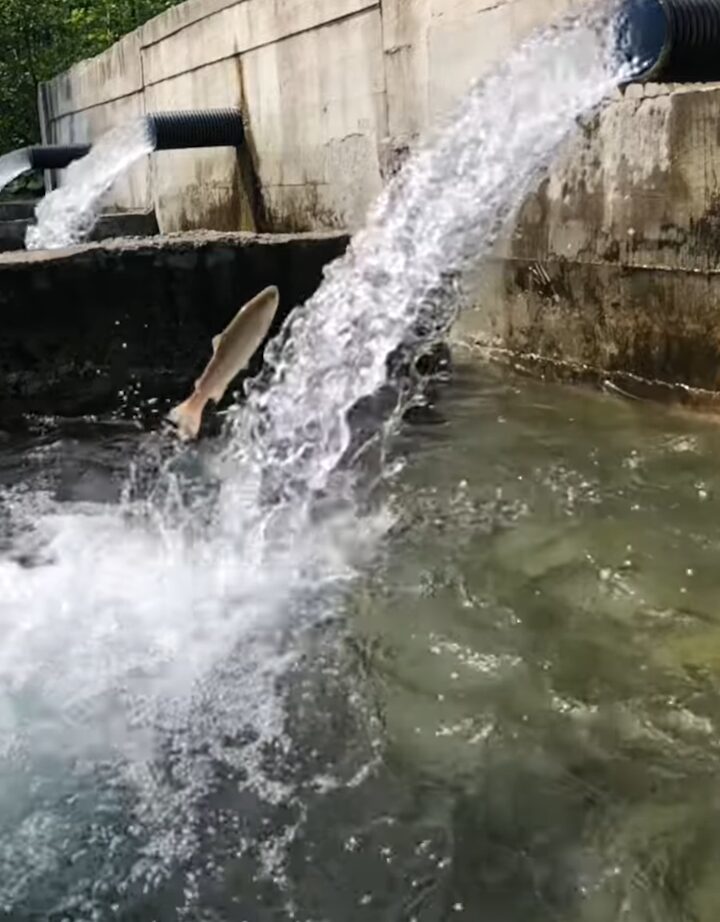 マスの遡上がスゴい！高所から勢いよく水の流れるパイプに向かって逆流ジャンプ！