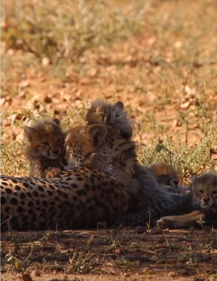 チーターの親子の姿にほっこり。ママが赤ちゃんにやさしくけづくろい【海外・動画】