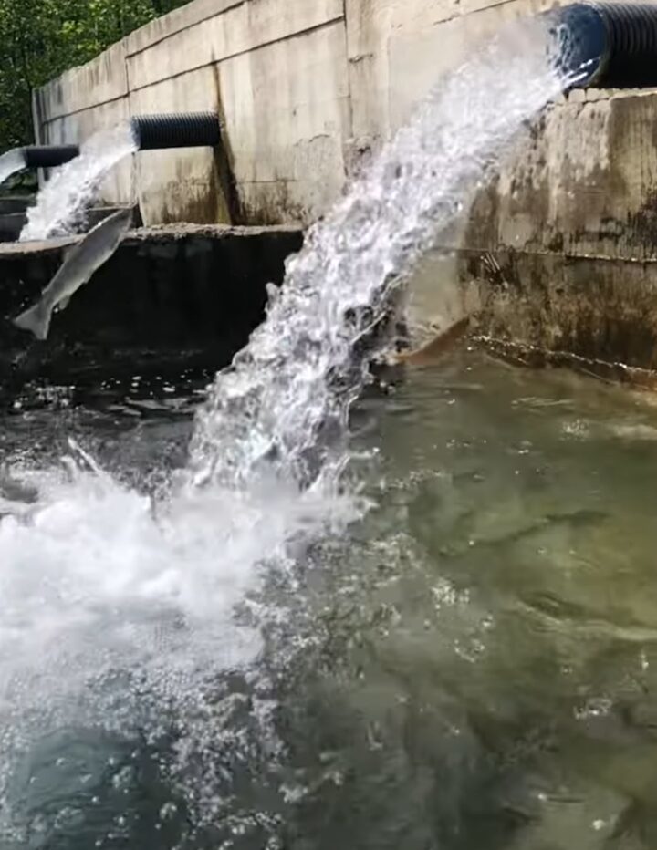 マスの遡上がスゴい！高所から勢いよく水の流れるパイプに向かって逆流ジャンプ！