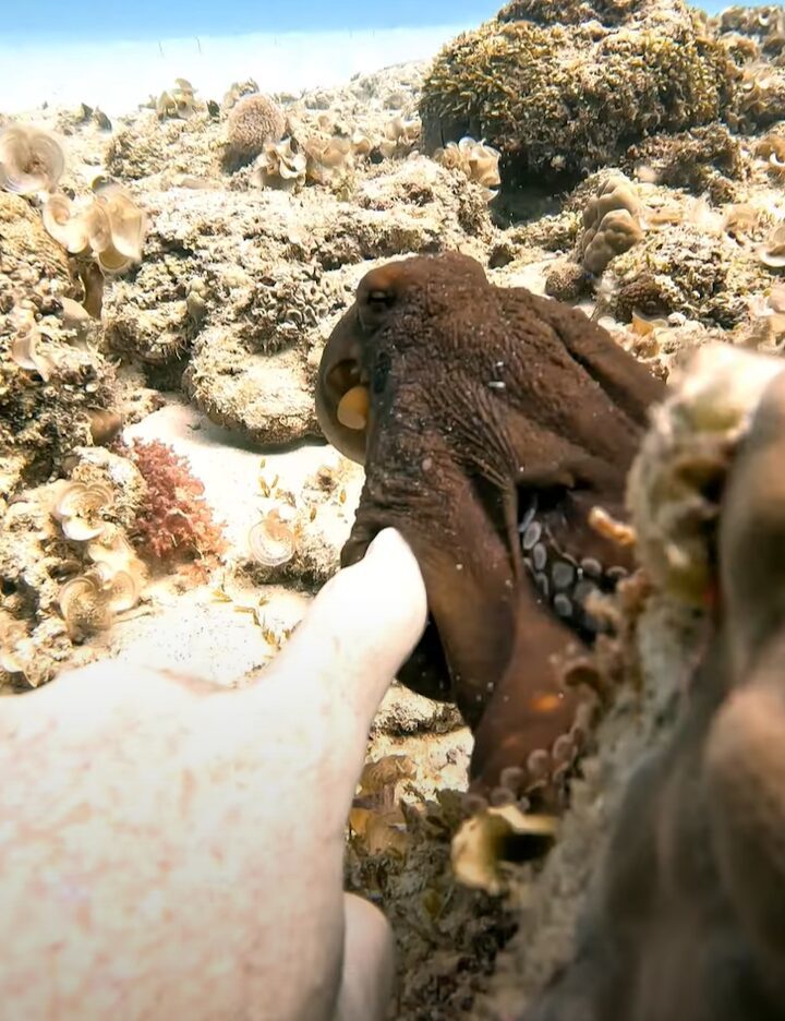 デートのお誘い?タコがダイバーの指先をつかむと・・サンゴ礁の周りを遊泳開始!!【海外・動画】