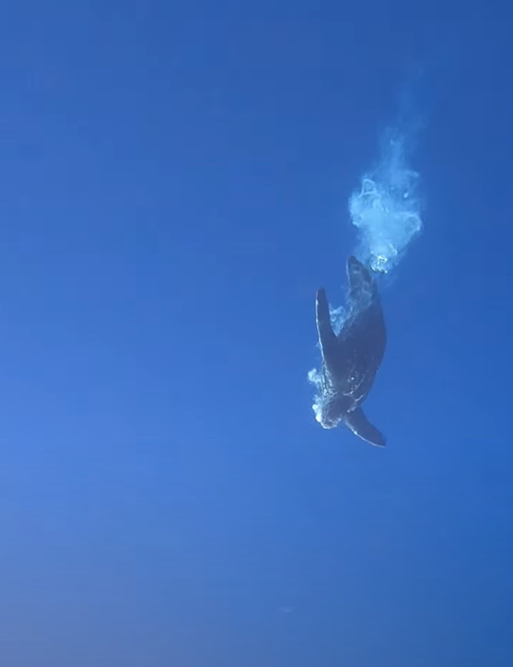 海中を優雅に泳いで進むカメを観察していたら・・、ダイバーさんもビックリな展開に！！【海外・動画】