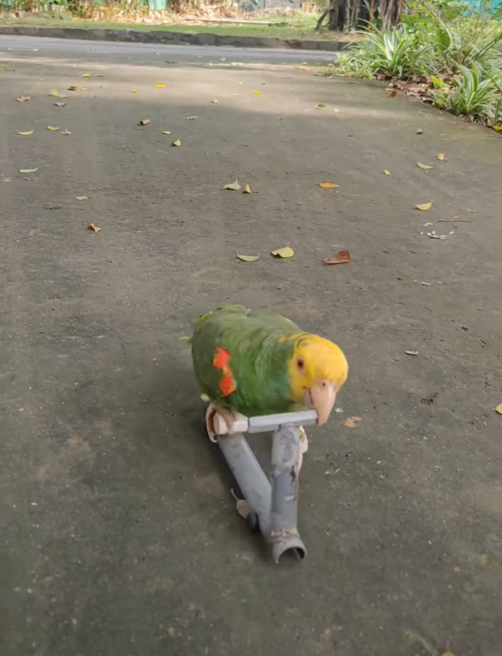 インコが専用キックボードに乗り駆ける！上手に地面をキックして進む姿にビックリ！！【海外・動画】