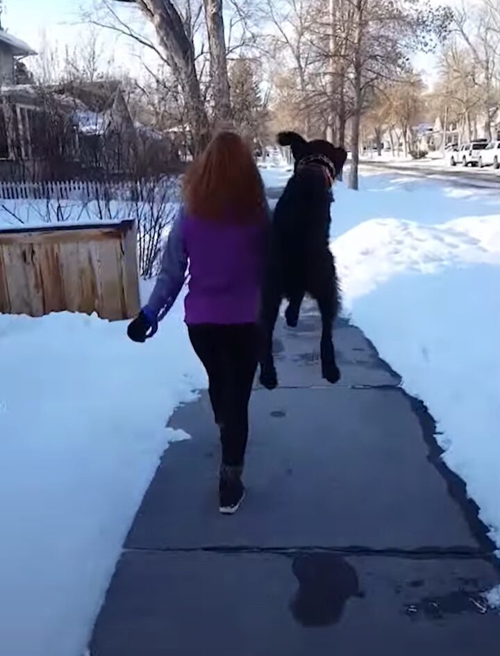 まるでカンガルー？おさんぽ中の愛犬がピョン！もう一度ピョンっとジャンプ！！