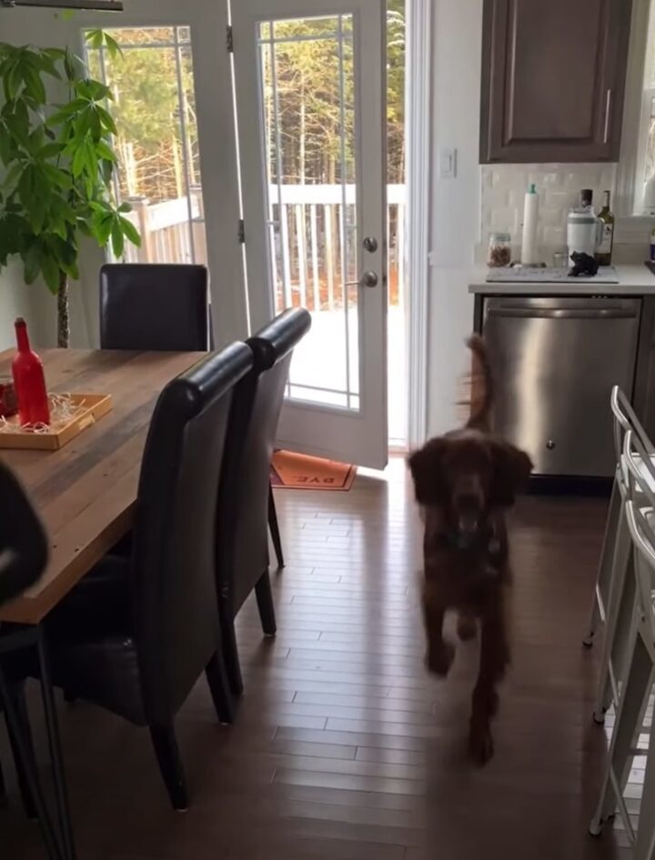 ドアを開けて家に入ってきたアイリッシュセッター。飼い主さんのもとに駆け寄る前に・・、なにか忘れていると気が付いた！！【海外・動画】