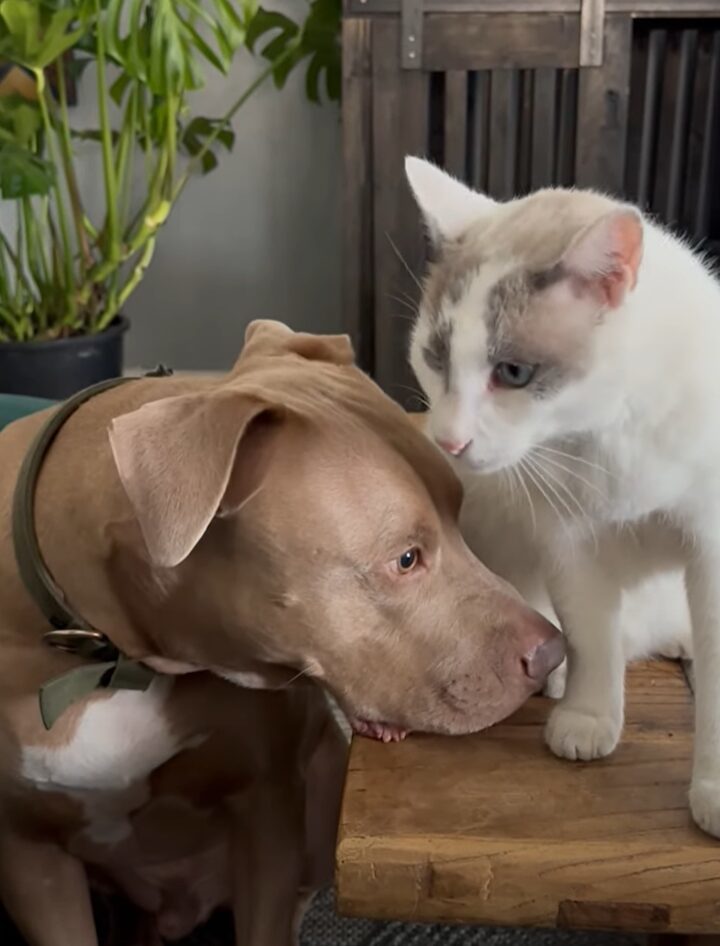 いつもは元気いっぱいだけど・・。年上猫からグルーミングを受ける間はおとなしくなる愛犬。ふたりの空気感にほっこり【アメリカ・動画】