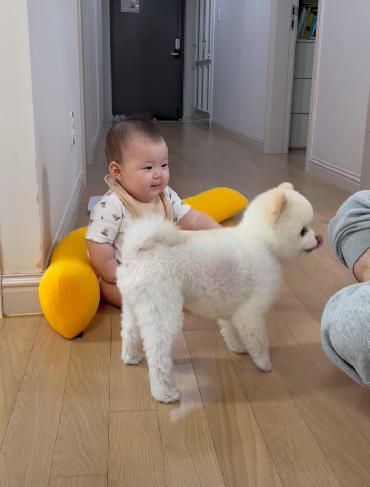 まさかのリアクション。手を伸ばしたところ、犬に拒絶するように吠えられた赤ちゃんでしたが・・【海外・動画】