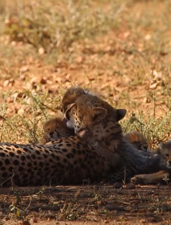 チーターの親子の姿にほっこり。ママが赤ちゃんにやさしくけづくろい【海外・動画】