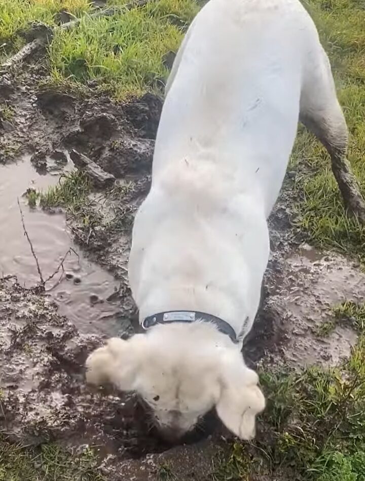 一心不乱に泥遊びをする犬。ひたすら穴掘りをしていますが・・顔を上げたらもちろん！！【アメリカ・動画】