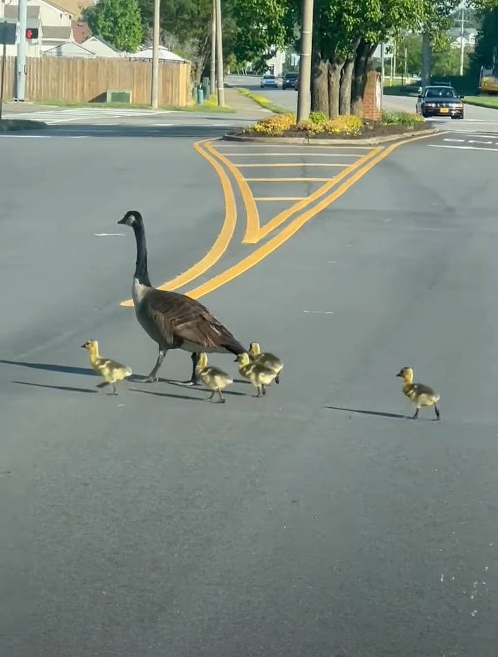 何度もお辞儀をするようにして道路を横断するガチョウの親子。ヒナもみんな渡りきったと思いきや・・、1羽おいてけぼりにされていますよ！！