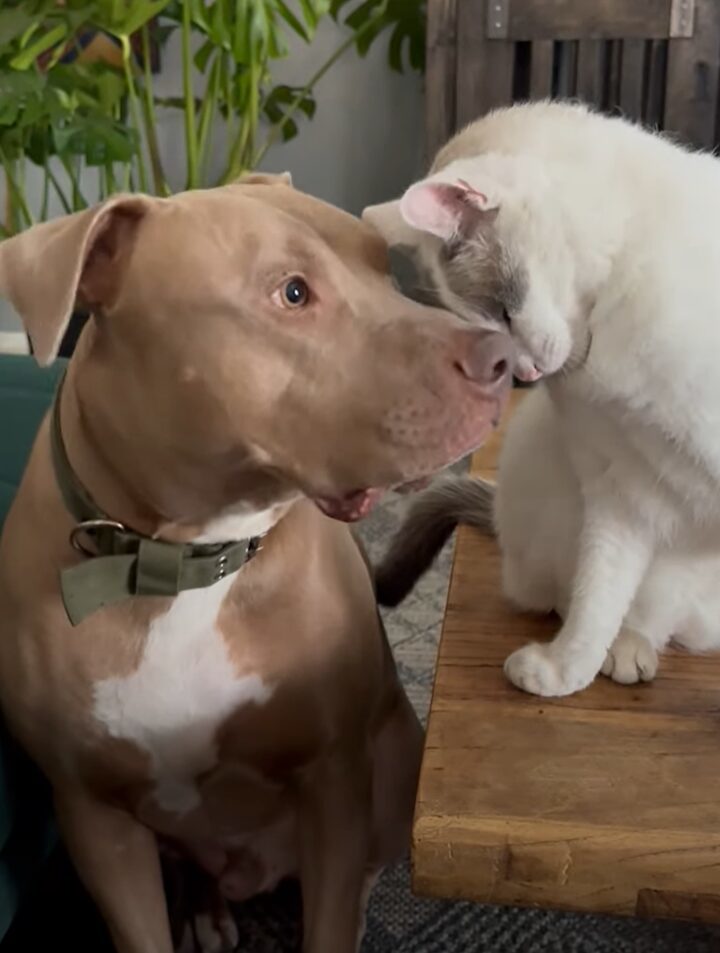 いつもは元気いっぱいだけど・・。年上猫からグルーミングを受ける間はおとなしくなる愛犬。ふたりの空気感にほっこり【アメリカ・動画】