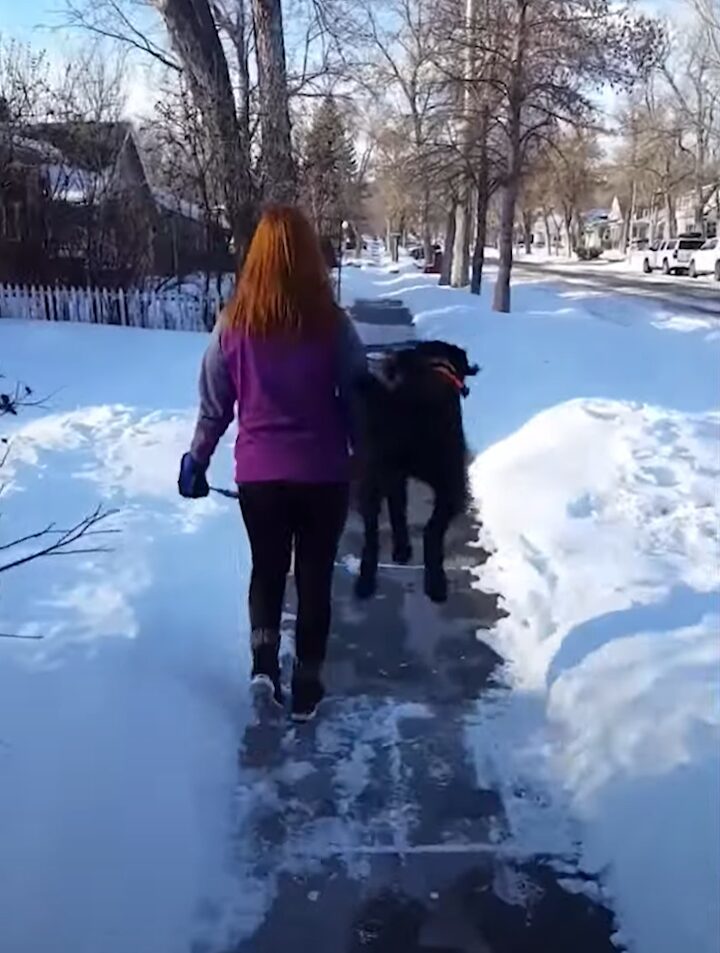 まるでカンガルー？おさんぽ中の愛犬がピョン！もう一度ピョンっとジャンプ！！