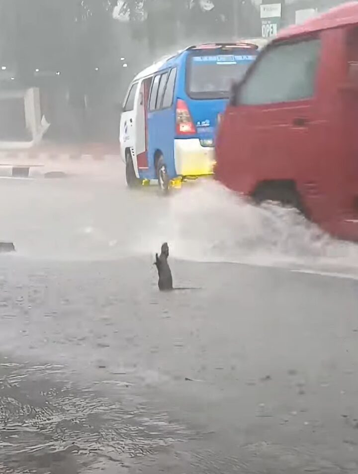 ネズミ版「雨に唄えば」？大雨にネズミが道路の真ん中で大興奮！ジャンプまでしています【海外・動画】