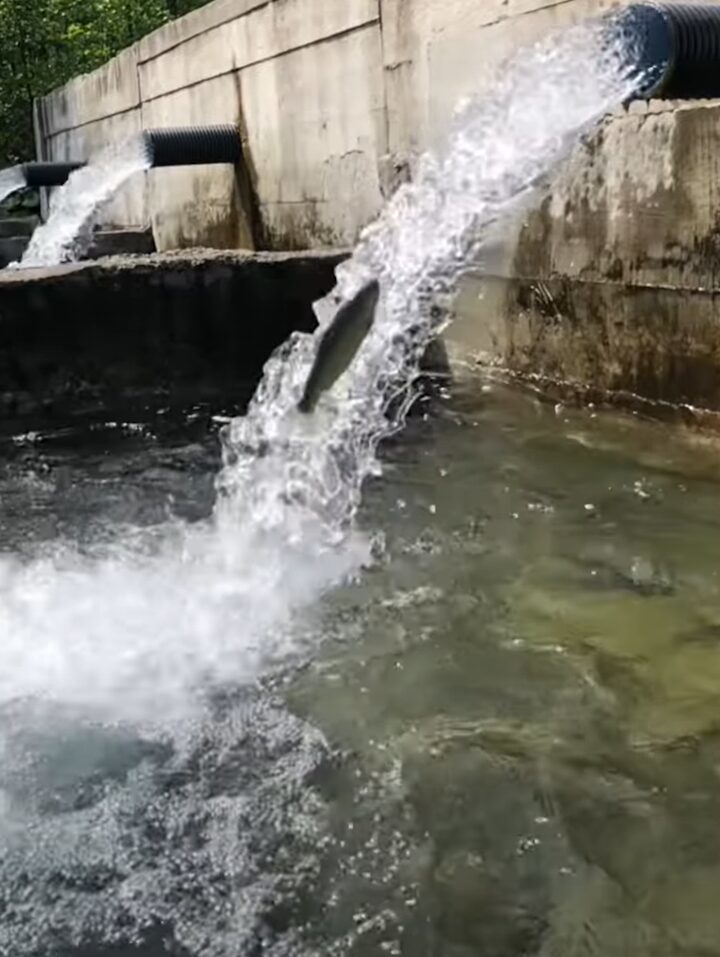 マスの遡上がスゴい！高所から勢いよく水の流れるパイプに向かって逆流ジャンプ！