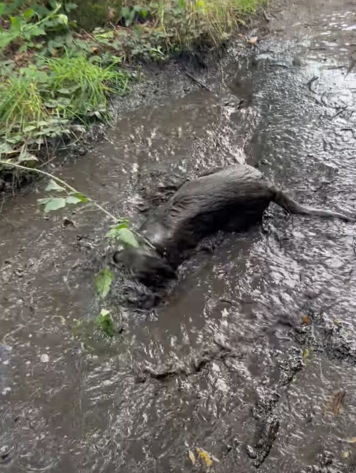 ラブラドール大きな水たまりを発見！泥遊びをするためさっそくダイブ！！【海外・動画】