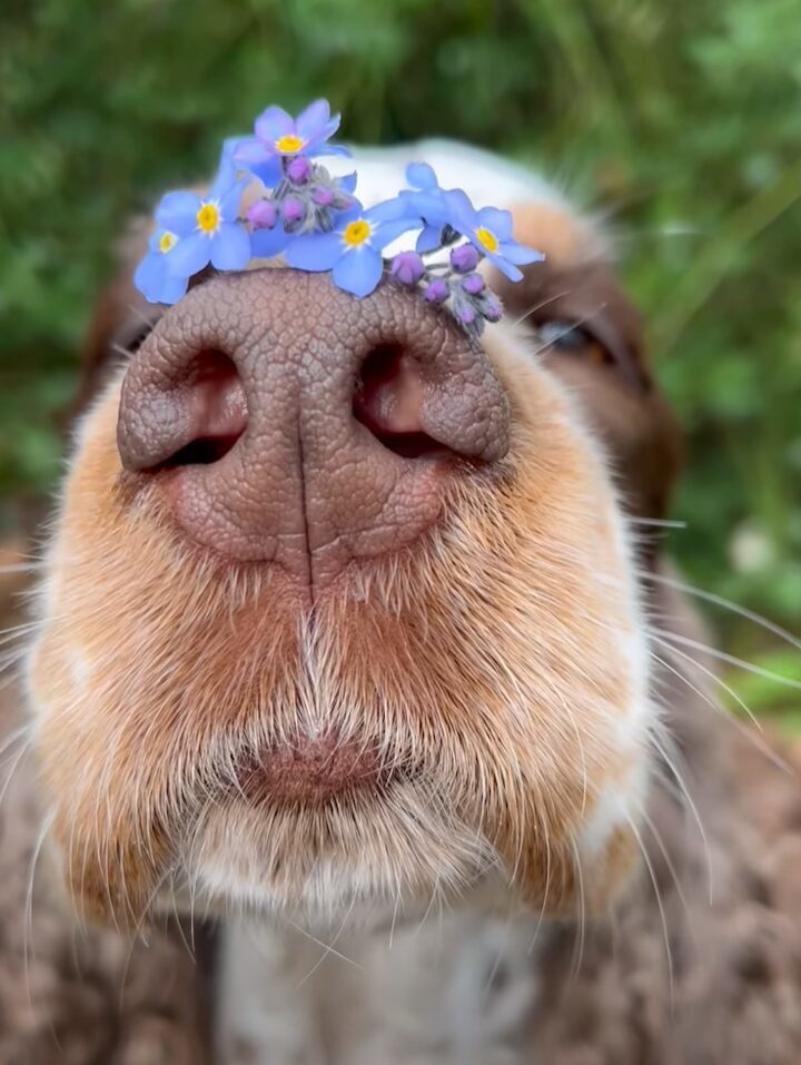 お鼻にお花。勿忘草を鼻に乗せてじっと動かない犬がかわいすぎる！！【海外・動画】