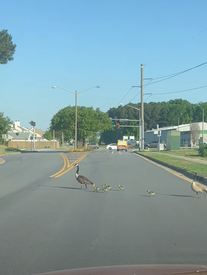 何度もお辞儀をするようにして道路を横断するガチョウの親子。ヒナもみんな渡りきったと思いきや・・、1羽おいてけぼりにされていますよ！！