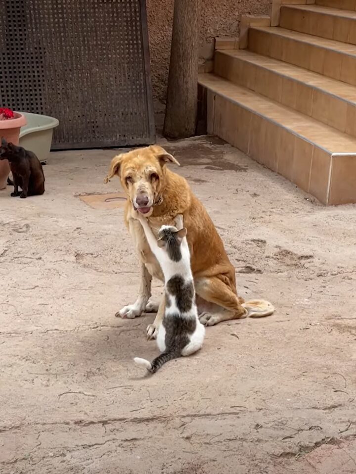 仲の良さがうかがえる。目の見えない犬を猫がもみもみマッサージ！