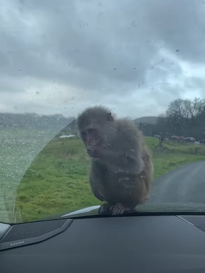 かわいすぎて車を出せない！サファリパークでサルの赤ちゃんが車のボンネットに乗ってきた！！【海外・動画】