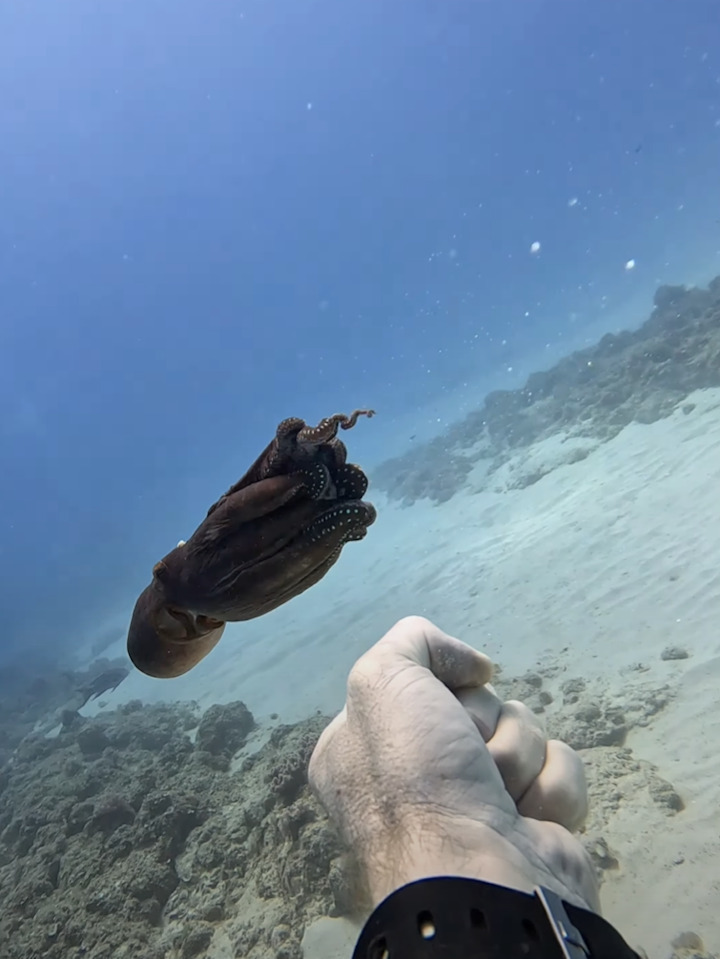 それは獲物でも身を隠す岩場でもないよ！タコが足を伸ばしたのはダイバーさんの手です！！【海外・動画】