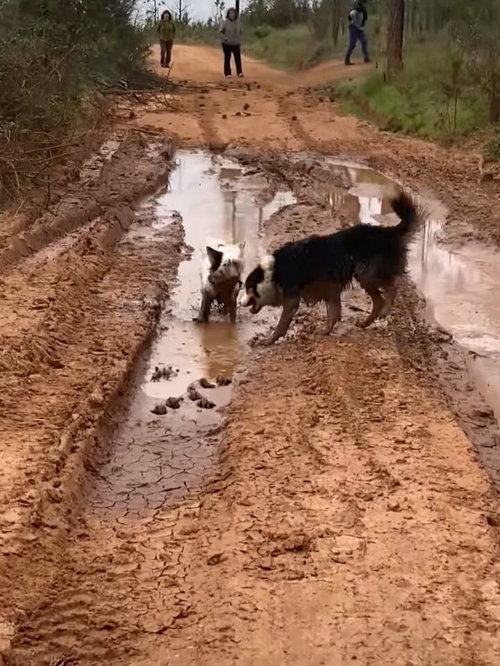 泥遊びを満喫する犬たち。道路にできた水たまりに向かって一直線！！【海外・動画】