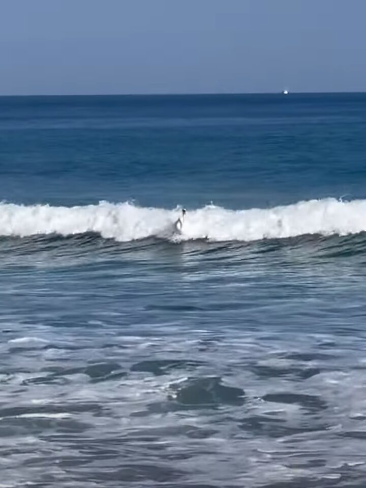 白鳥も波に乗る！？大きな波でパドリングしている姿に驚き！！【海外・動画】