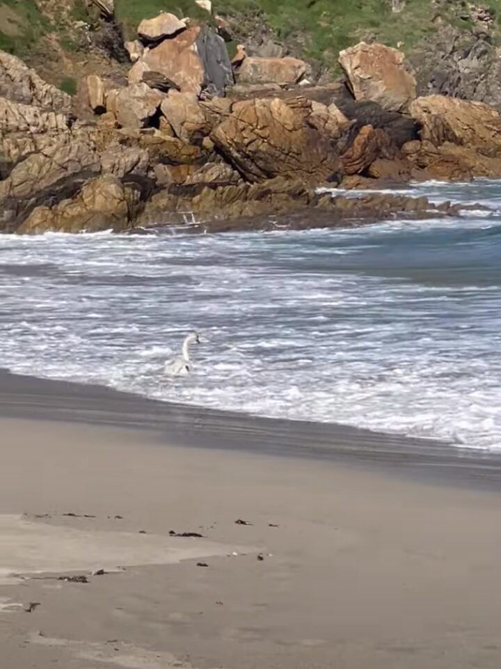 白鳥も波に乗る！？大きな波でパドリングしている姿に驚き！！【海外・動画】