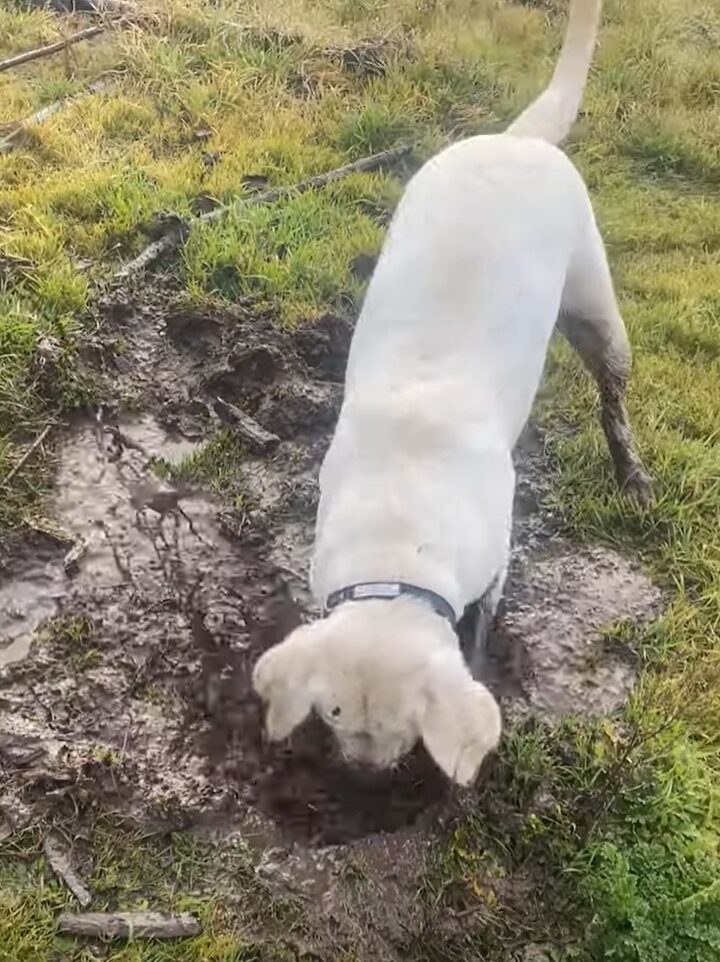 一心不乱に泥遊びをする犬。ひたすら穴掘りをしていますが・・顔を上げたらもちろん！！【アメリカ・動画】