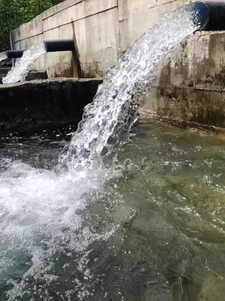 マスの遡上がスゴい！高所から勢いよく水の流れるパイプに向かって逆流ジャンプ！