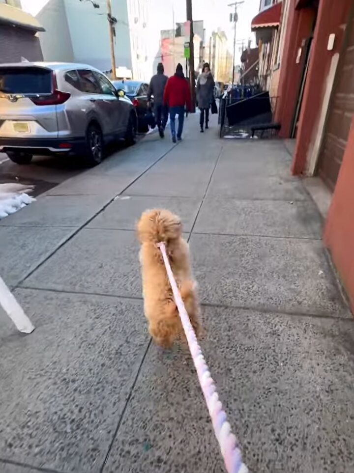 みんなを笑顔にする人懐っこい子犬。お散歩中にぴょんぴょん跳ねてすれ違う人たちに元気なご挨拶！！【アメリカ・動画】