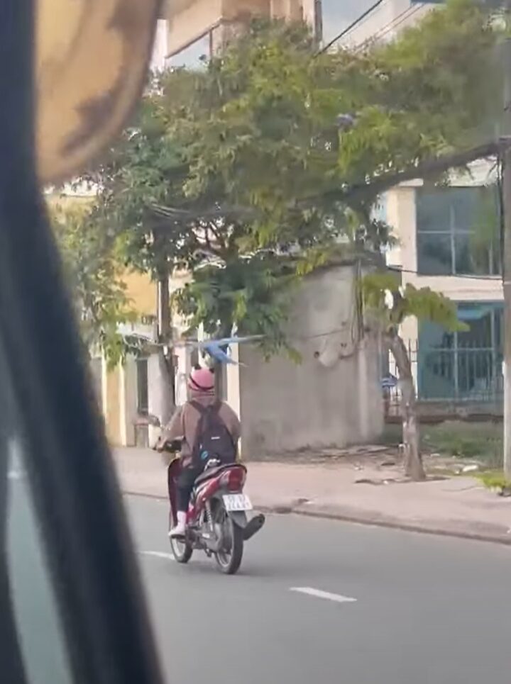 バイクの運転手に執拗に絡んでいるオウム。ヘルメットが気になって仕方がない？？【海外・動画】