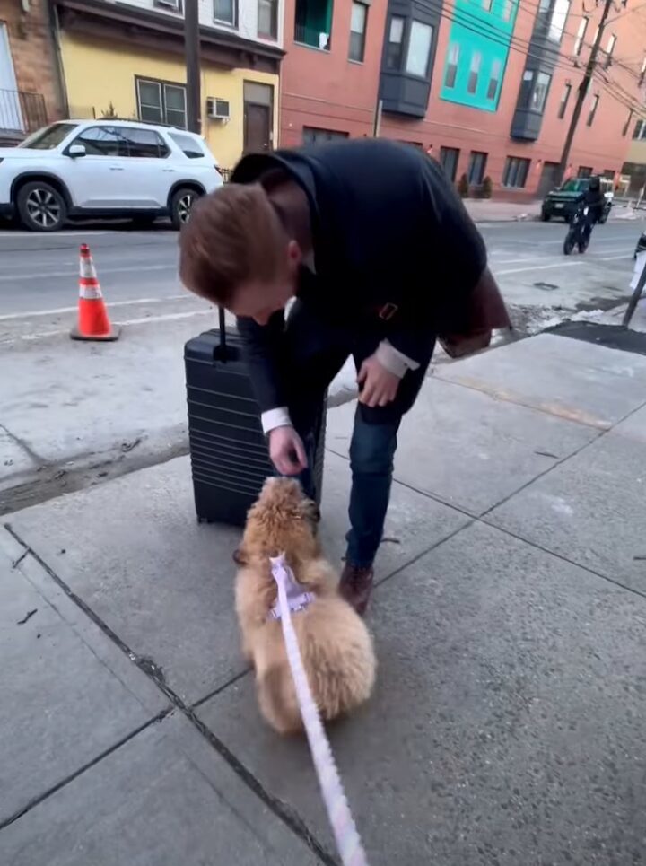 みんなを笑顔にする人懐っこい子犬。お散歩中にぴょんぴょん跳ねてすれ違う人たちに元気なご挨拶！！【アメリカ・動画】