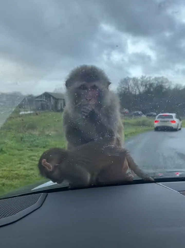 かわいすぎて車を出せない！サファリパークでサルの赤ちゃんが車のボンネットに乗ってきた！！【海外・動画】