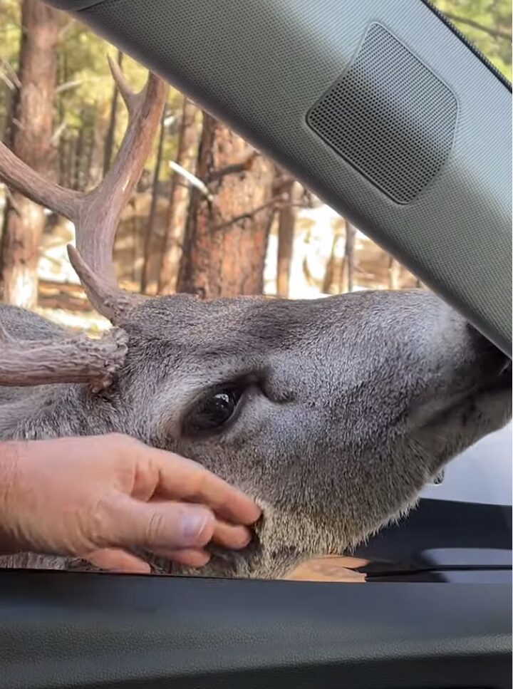 野生動物とは思えない人懐っこさ！シカが車に近寄ってくると・・なでてアピールしてきた！！【アメリカ・動画】