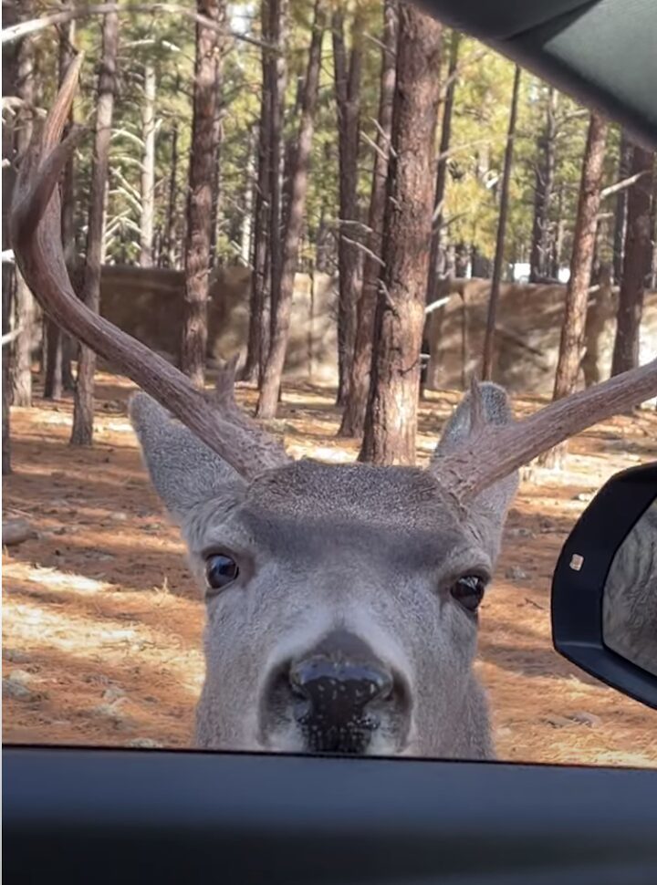 野生動物とは思えない人懐っこさ！シカが車に近寄ってくると・・なでてアピールしてきた！！【アメリカ・動画】