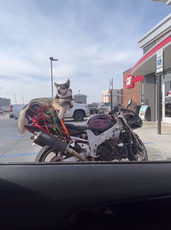 駐車場で隣り合わせたバイクを見たらビックリ！クールなハスキー犬が！！【アメリカ・動画】