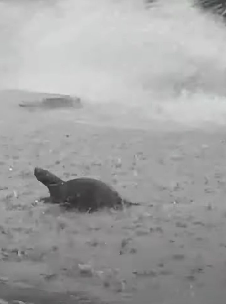 ネズミ版「雨に唄えば」？大雨にネズミが道路の真ん中で大興奮！ジャンプまでしています【海外・動画】