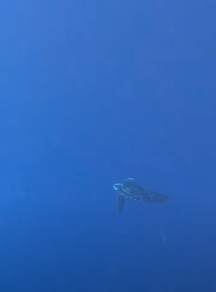 海中を優雅に泳いで進むカメを観察していたら・・、ダイバーさんもビックリな展開に！！【海外・動画】