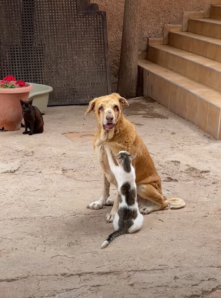 仲の良さがうかがえる。目の見えない犬を猫がもみもみマッサージ！