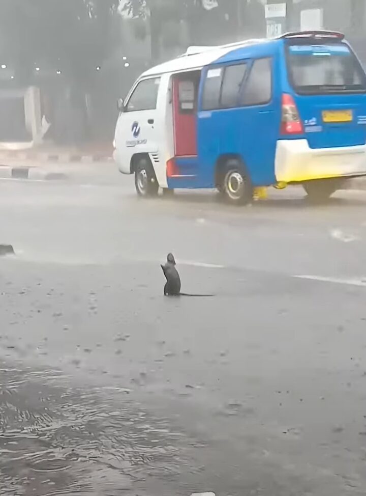 ネズミ版「雨に唄えば」？大雨にネズミが道路の真ん中で大興奮！ジャンプまでしています【海外・動画】