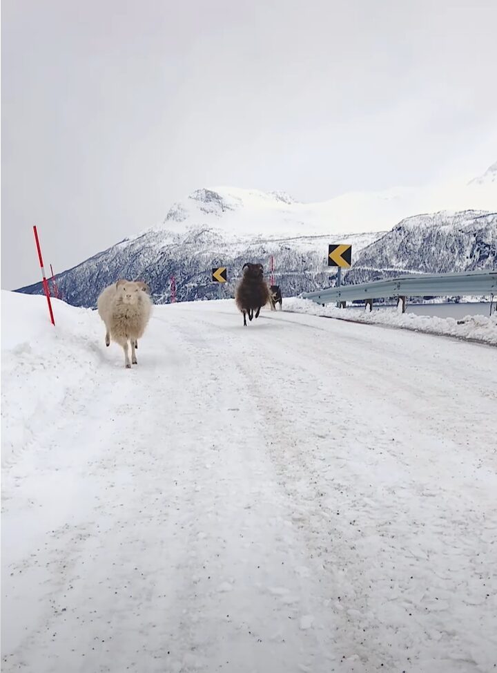 山道を散歩するヒツジたち。雪も降ってテンションが上がっているのか、ぴょんぴょん跳ねているのがかわいい！！【海外・動画】