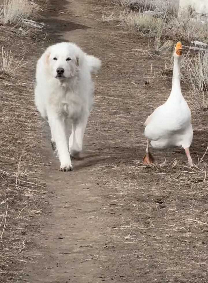 農場をパトロールする犬。相棒のガチョウも一緒で頼もしい！！【アメリカ・動画】